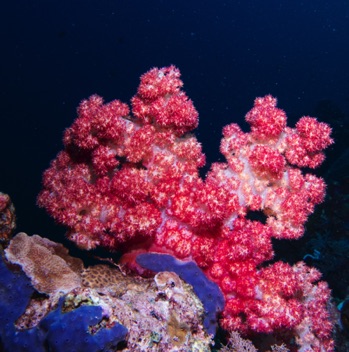 Coral